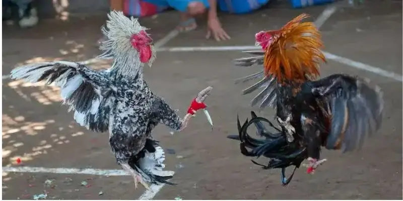 Tiêu chuẩn cặp thi đấu